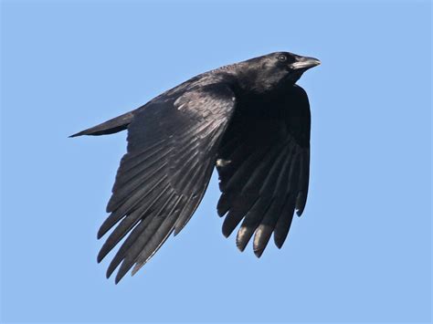 American Crow - eBird