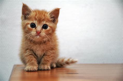 Funny, Unique, and Cute Cat Names | PetHelpful