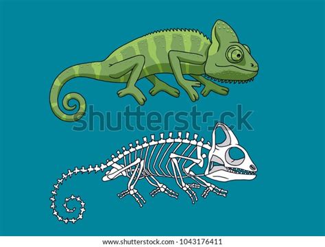 Chameleon Skeleton Exactly Overlapping Stock Illustration 1043176411 ...