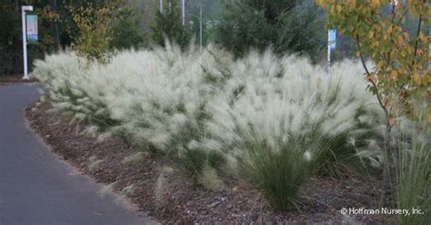 Muhlenbergia capillaris 'White Cloud ' (Muhly Grass) - Hoffman Nursery ...