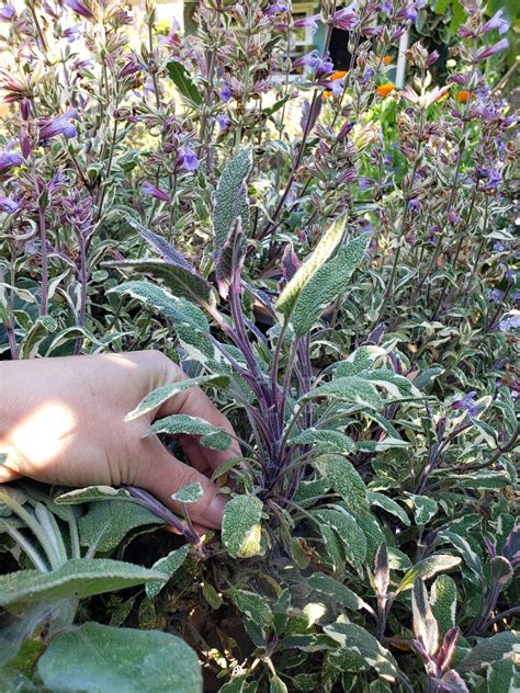 How to Propagate (Grow) Sage Cuttings in Water or Soil ~ Homestead and ...