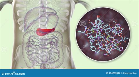 Pancreas Producing Insulin Hormone, Conceptual Image Stock Illustration ...