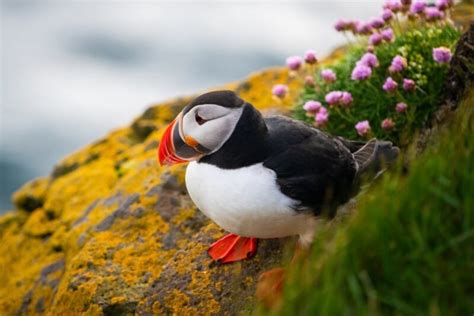 Puffins in Iceland Guide: When, Where and How to See Puffins