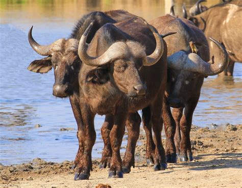 Water buffalo herd Timbavati - Safari Club