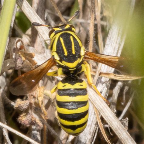 Pollen Wasp, maybe Pseudomasaris coquilletti? - Pseudomasaris ...