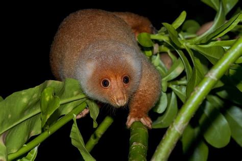 Common Spotted Cuscus Animal Facts | Phalanger maculatus - AZ Animals