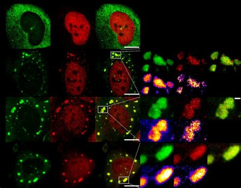 STED super-resolution microscopy reveals an inhomogeneous distribution ...