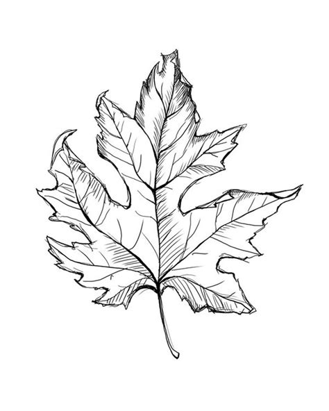 Leaf Line Drawing Instant Download, Leaf Art, Fall Leaves, Instant ...