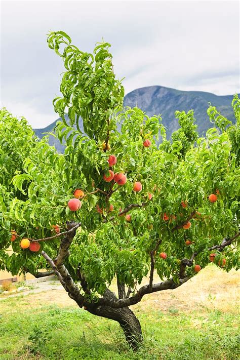 Growing Peaches and Nectarines: Planting to Harvest