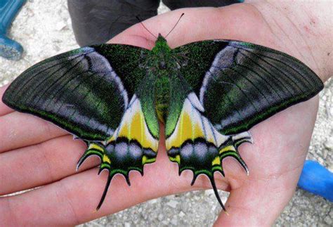 Top 10 Rare or Endangered Butterflies | Butterfly species, Insects ...