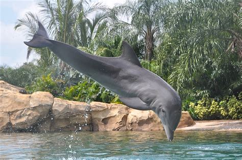 Dolphin Diving | We gave the dolphins the commands to perfor… | Flickr