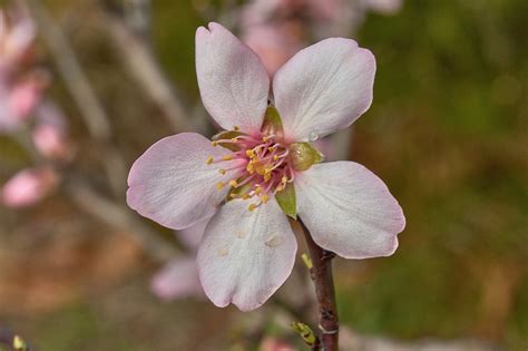 Almond Tree Flower Branch - Free photo on Pixabay - Pixabay