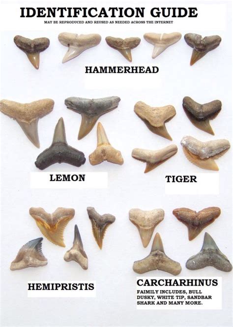 Venice Beach Shark Teeth Chart - TeethWalls