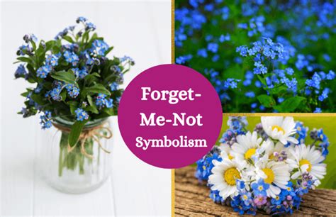 Forget-me-not Flower – Meaning and Symbolism - Symbol Sage