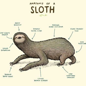 Anatomy Of A Sloth Art Print By Sophie Corrigan By Wraptious