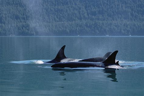 Orca Orcinus Orca Pod Surfacing, Inside Photograph by Konrad Wothe