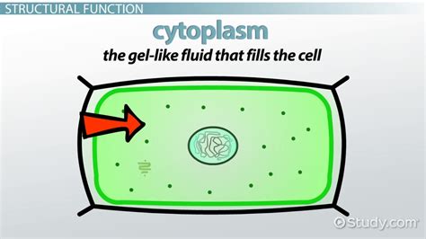 Cytoplasm In Plant Cell