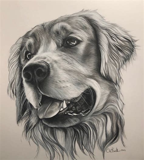 Custom Pet Portrait. Realistic Dog Drawing. Golden Retriever | Etsy