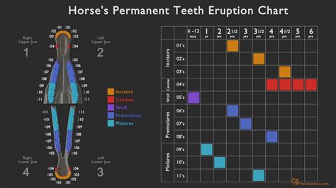 Horse Teeth Eruption Chart