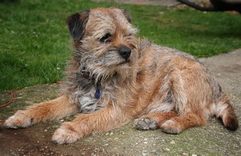 Border Terrier - Pictures, Information, Temperament, Characteristics ...