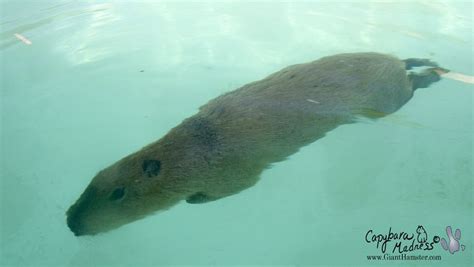 Image result for capybara swimming in the wild | Capybara, Fish pet, Pets