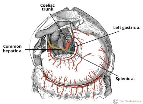 The Coeliac Trunk - Branches - Anastomoses - TeachMeAnatomy