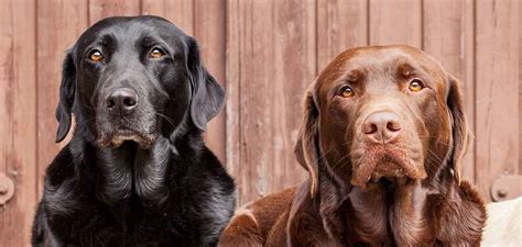 How Labrador Retrievers Coat Colors Are Determined Black Chocolate ...