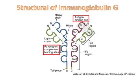 Immunoglobulin replacement therapy