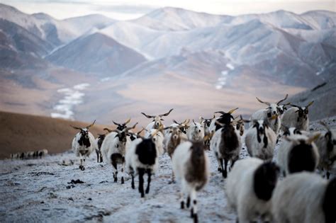 Tibet sees remarkable increase in wild animals - Environment - The ...