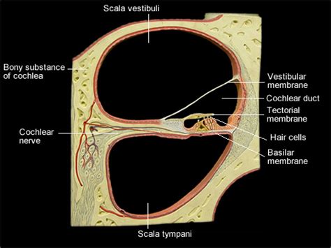 Cochlea Cross Section