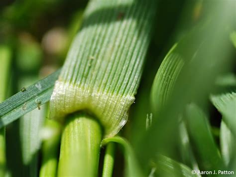 Purdue Turf Tips: Weed of the month for March 2015 is Tall Fescue