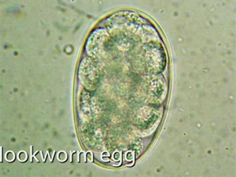 Parasite Eggs In Stool