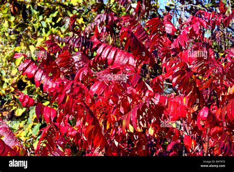 Fall Color Sumac Stock Photo - Alamy