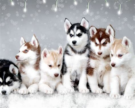 Cute Puppy Winter Wallpapers - Wallpaper Cave