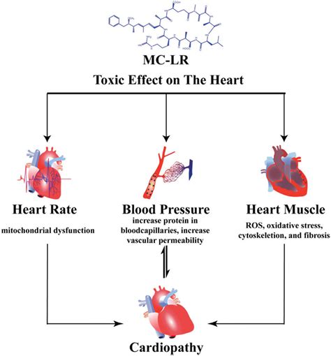 Cardiotoxicity induced by MC-LR. | Download Scientific Diagram