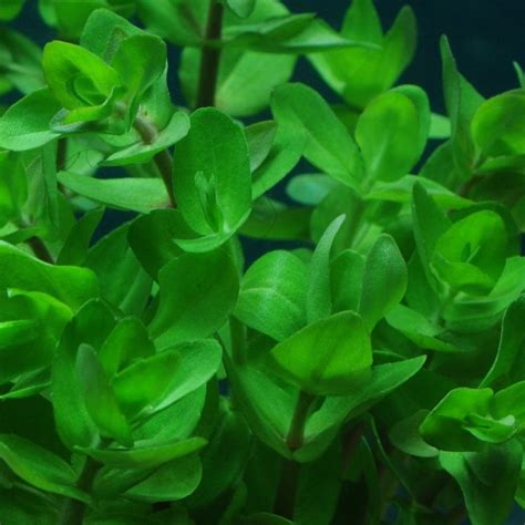 LIVE AQUARIUM PLANTS Bacopa caroliniana Bunch 3-5 Stems | Etsy