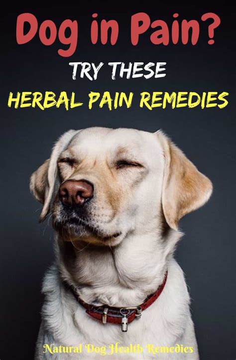 Herbal Pain Remedies for Dogs | Natural Dog Pain Relief