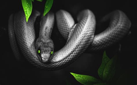 34 Most Excellent Black Snake Wallpaper 4k Free To Download ...