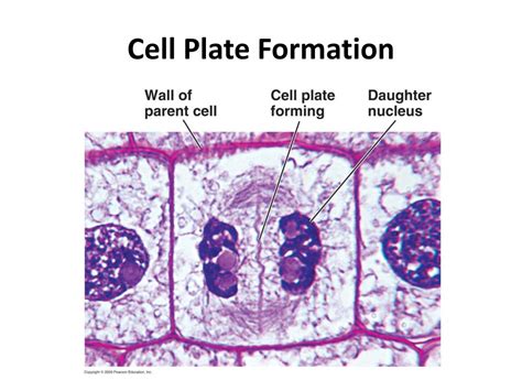 PPT - Mitosis Click on the hyperlink above to watch a tutorial of the ...