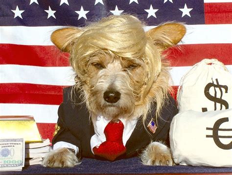 trump Halloween dog costume - Celebrity Pet Worth