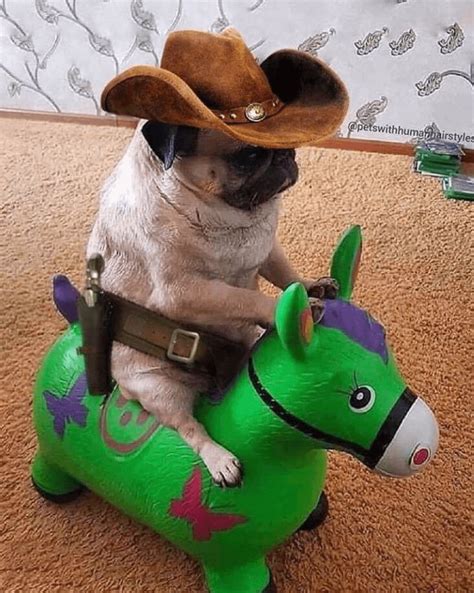 Cowboy Pug: Legendary Cowboy K9 Class Pet: Uses His High Charisma Skill ...