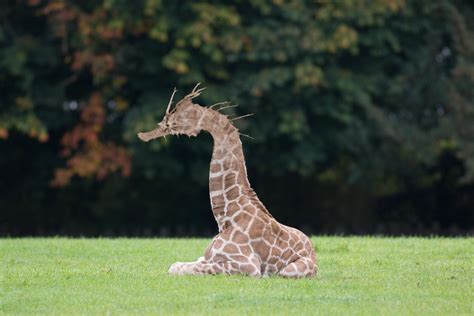 Giraffahorse : r/HybridAnimals