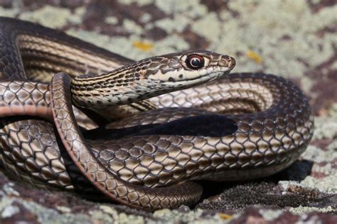 What is a Desert Striped Whipsnake (Masticophis taeniatu) | Southwest ...