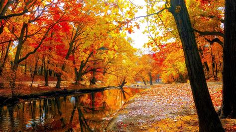 Fall Trees Wallpapers - Top Free Fall Trees Backgrounds - WallpaperAccess