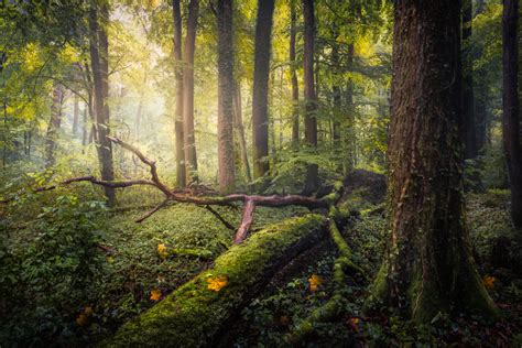 How to Photograph Forests and Trees - CaptureLandscapes