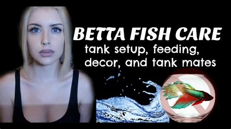 LET’S TALK ABOUT BETTA FISH (Care Guide) – HousePetsCare.com