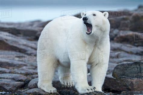 Canada, Nunavut Territory, Repulse Bay, Adult Male Polar Bear (Ursus ...