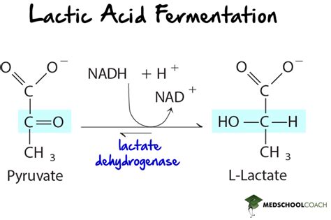 Ethanol Fermentation Equation