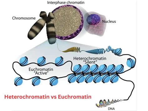 Heterochromatin VS Euchromatin | Definition, Types, Function