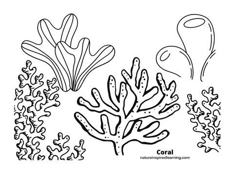 Coral Reef Drawing For Kids